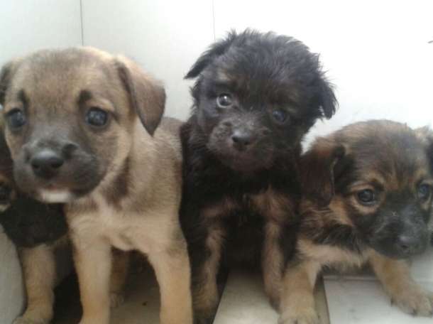отдам щенков, фотография 1