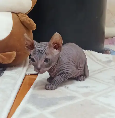 Очень ласковая кошечка сфинкс, ждёт своих хозяев!!!, фотография 2
