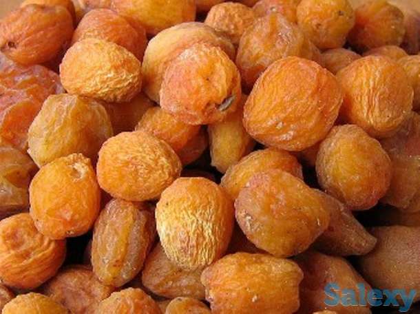 Саженцы абрикоса Кандак, фотография 1