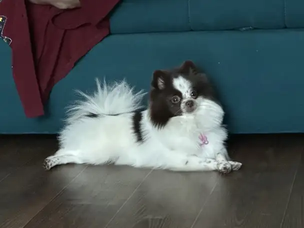 Собака шпиц Померанский, фотография 1