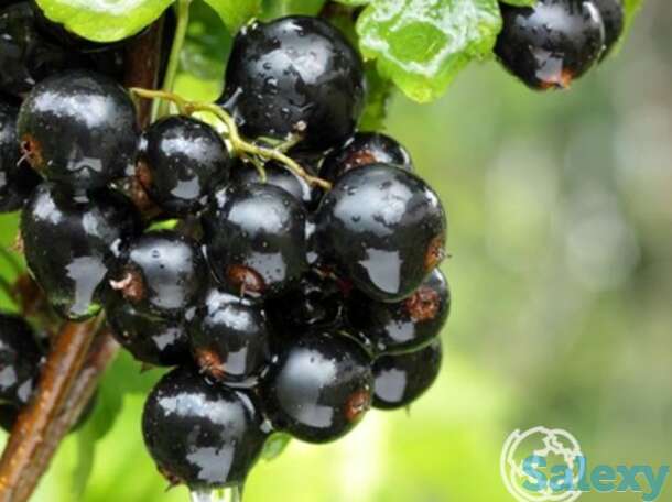 Смородина Орловская серенада черная, фотография 1