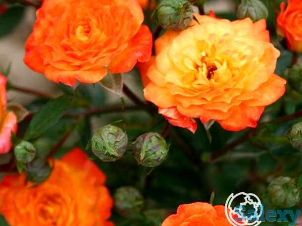 Роза Санмейд миниатюрная, фотография 1