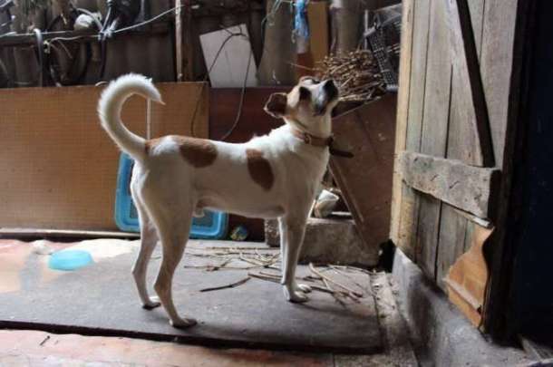 В добрые руки отдается Валька, фотография 2