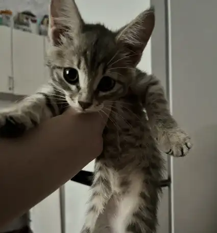 Котенок 2 месяца в добрые руки, фотография 1