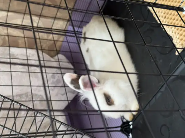 Продаю декоративного кролика!, фотография 3