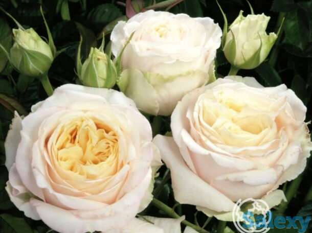 Роза май герл чайно-гибридная, топалович, фотография 1