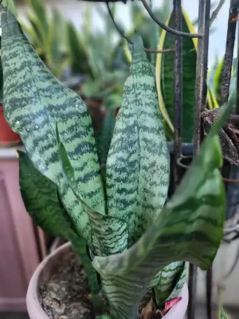 Продам Сансевиерию, фотография 2