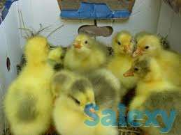 Птица оптом..., фотография 2