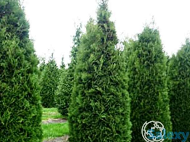 Туя западная Колумна, фотография 1