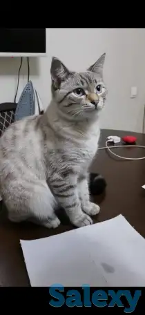 Пропал кот, фотография 3