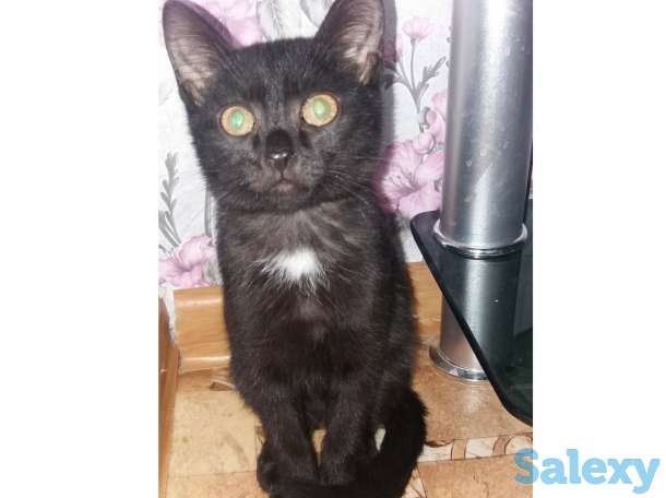 Отдам хотят в добрые руки, фотография 2