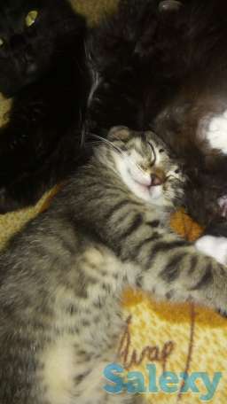 отдам котят в добрые руки, фотография 4