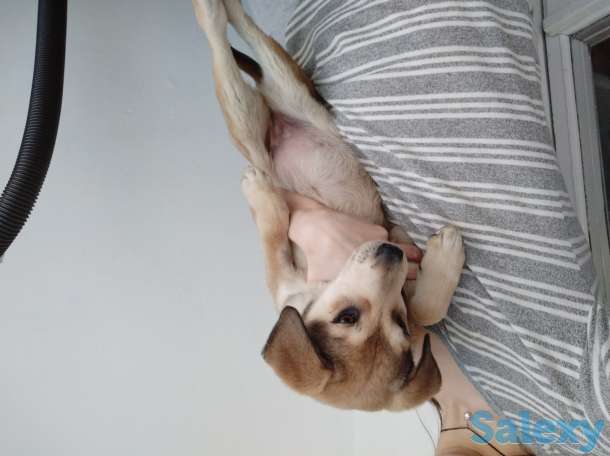 Отдам щенка, фотография 4