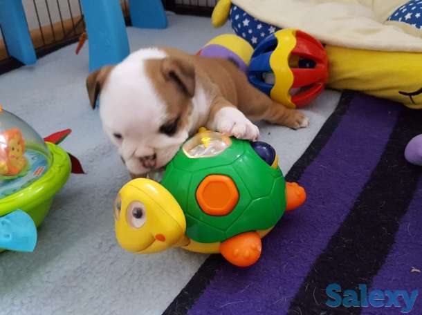 Мальчик бело-рыжий, фотография 3