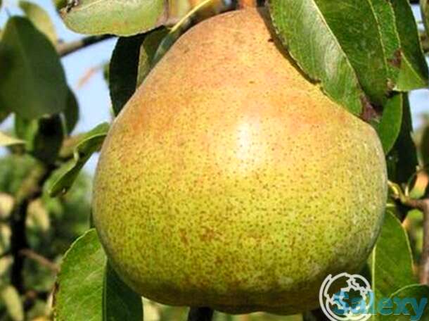 Груша валентина, фотография 1