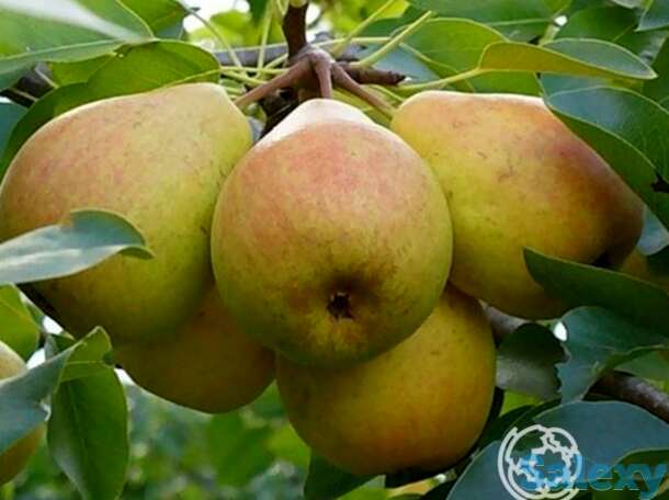 Груша ровесница, фотография 1