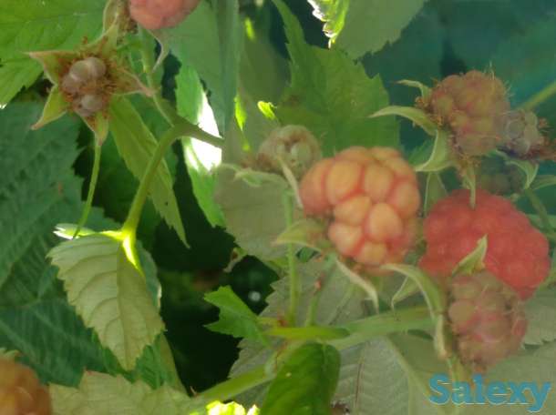 Продам дачу, фотография 1