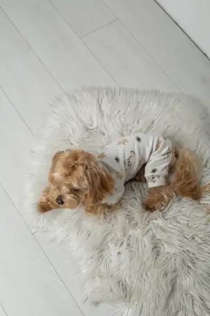 Производитель одежды и аксессуаров для животных TM Dogs Bomba приглашает к сотрудничеству, фотография 3