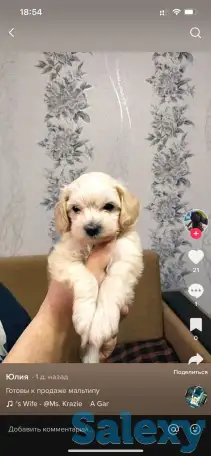 Продажа мальтипу, фотография 4