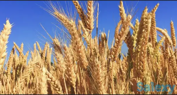 Пшеница, фотография 1