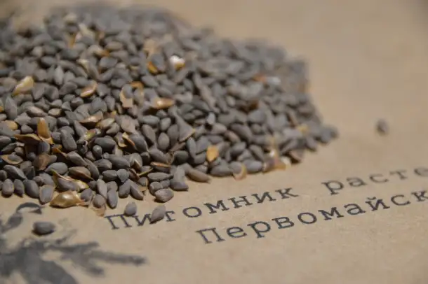 Семена ели голубой.Кк шырша тымдары, фотография 3