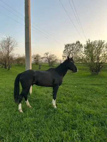 Срочно продам, фотография 3