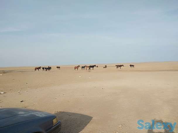 Срочно продам земельный участок, Посёлок Каншенгель, фотография 1