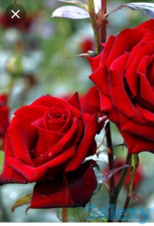 Саженцы роз 