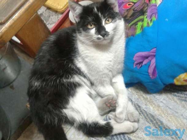 Срочно отдаю даром котят!, фотография 5