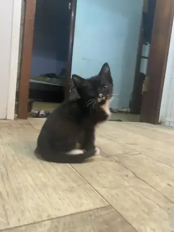 Отдам котенка в добрые руки, фотография 1