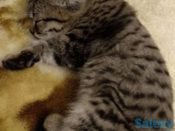 Дарю котенка, фотография 1