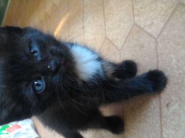 Отдам котят в хорошие руки, фотография 1