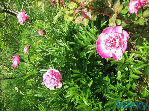 Плодовый сад, КХ, фотография 9