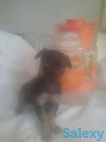 Продаются мини карликовые пинчеры, фотография 1