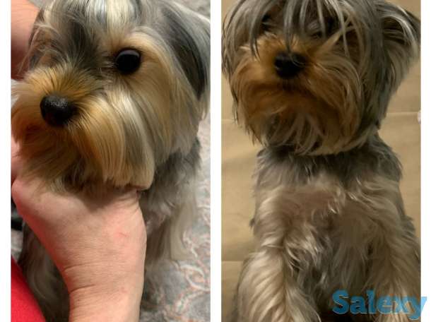 Груминг, гигиена., фотография 1