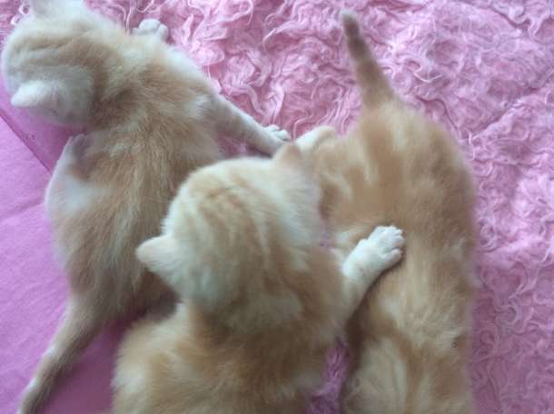 Продам шотландских котят, раннее бронирование , фотография 2