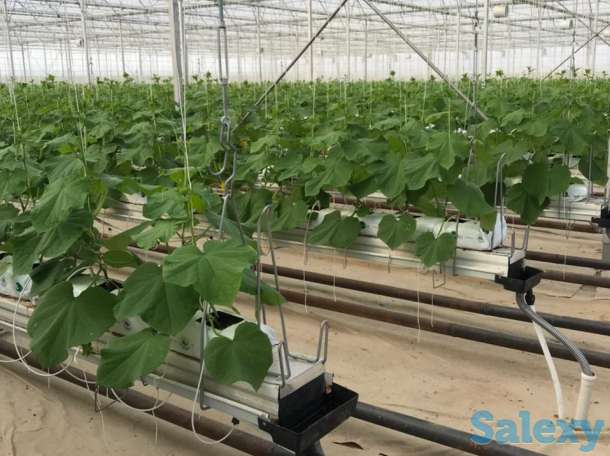 Тепличный комплекс ведёт набор сотрудников на постоянную работу, фотография 2