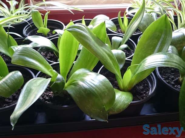 Агава латиноамериканская Сансевьера Ханни, фотография 7