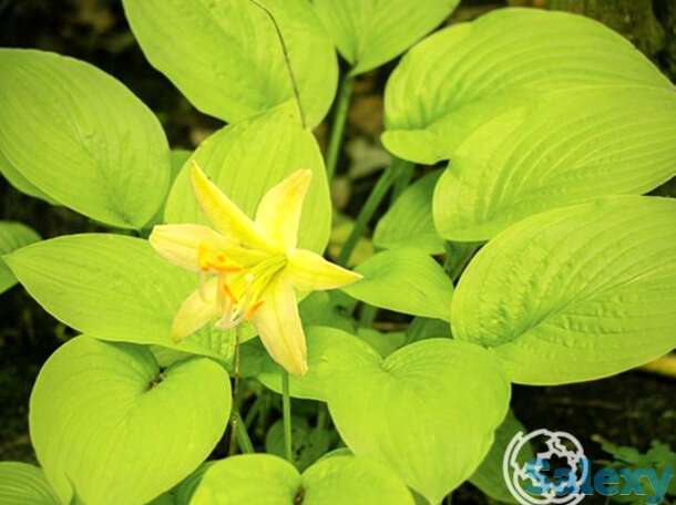 Хоста миракл лемони (sm), фотография 1