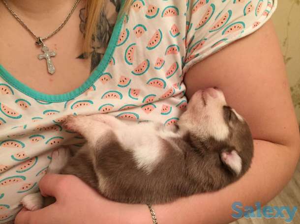 Бронирование щенков чистокровной хаски, фотография 1