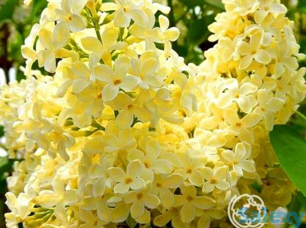 Сирень примроуз, фотография 1