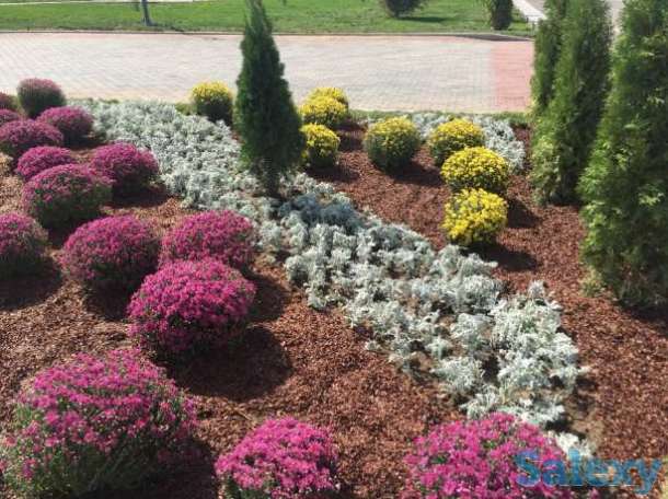 Озеленение благоустройство участка, фотография 5