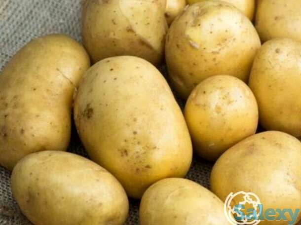 Семена Картофель Аусония 0,02г, фотография 1