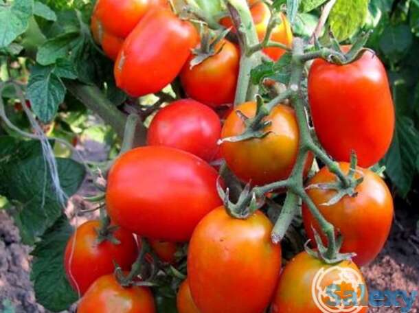 Семена Томат Акварель 20 шт, фотография 1