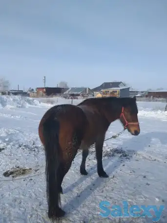 Продам лошадей, фотография 7