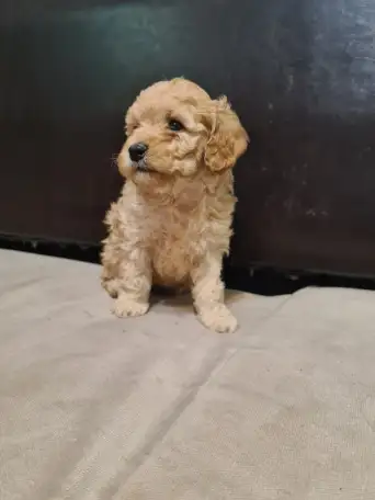 Продам щенков Той пуделя, фотография 1