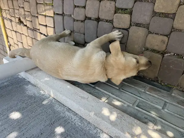 Продам щенка лабрадора, фотография 1