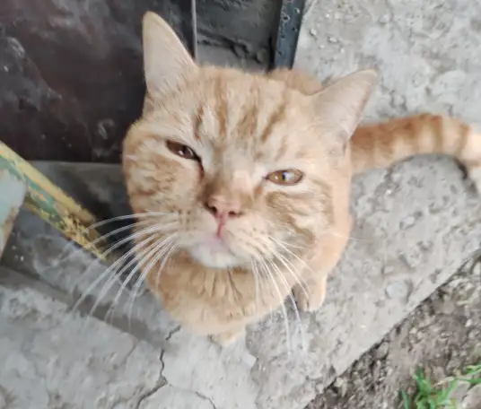 кот-потеряшка в  добрые  руки, фотография 1