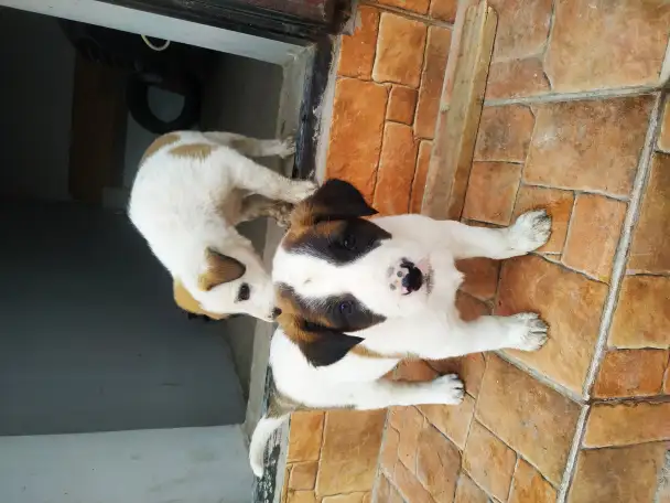 Продам тем кто любит собак. Щенки от сучки балонки 1,5 месяца, фотография 1