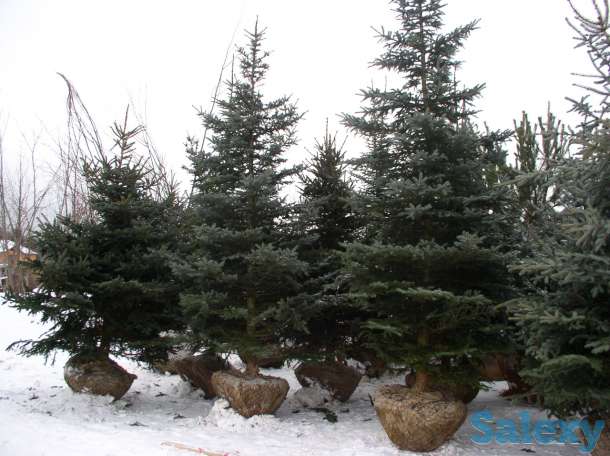 посадка хвойных деревьев, фотография 1